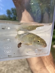 Catostomus commersonii