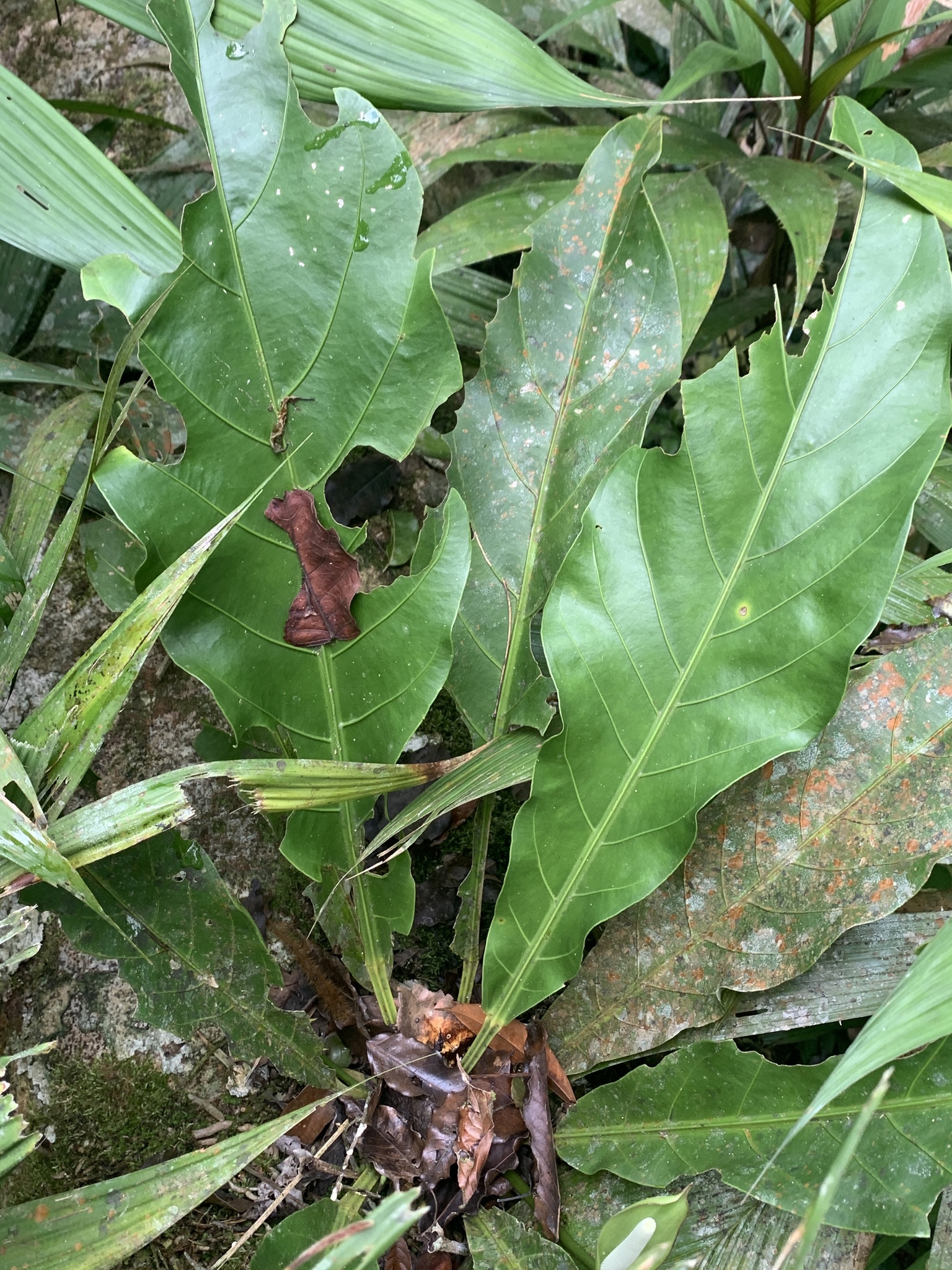Anthurium galactospadix Croat 3