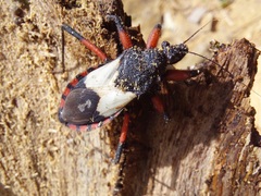 Microtomus cinctipes