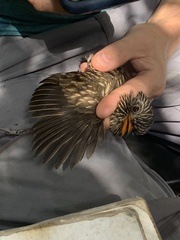 Malacoptila semicincta