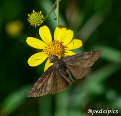 Erynnis meridianus
