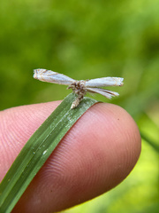 Crambus albellus