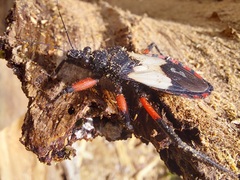 Microtomus cinctipes