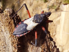 Microtomus cinctipes