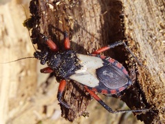 Microtomus cinctipes