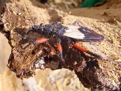 Microtomus cinctipes