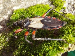 Microtomus cinctipes