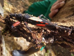 Microtomus cinctipes