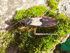 Microtomus cinctipes