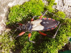 Microtomus cinctipes