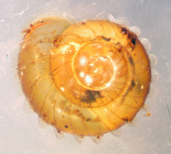 Planogyra asteriscus