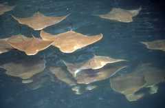 Rhinoptera steindachneri