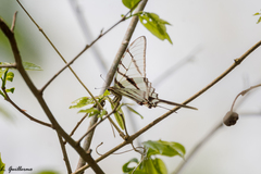 Protographium epidaus epidaus