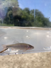 Cyprinella lutrensis