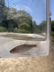 Cyprinella lutrensis