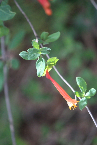 Lonicera pilosa (Lonicera pilosa)