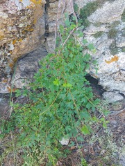 Ribes pulchellum