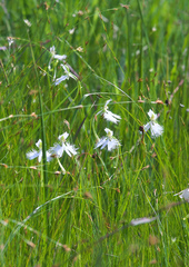 Pecteilis radiata