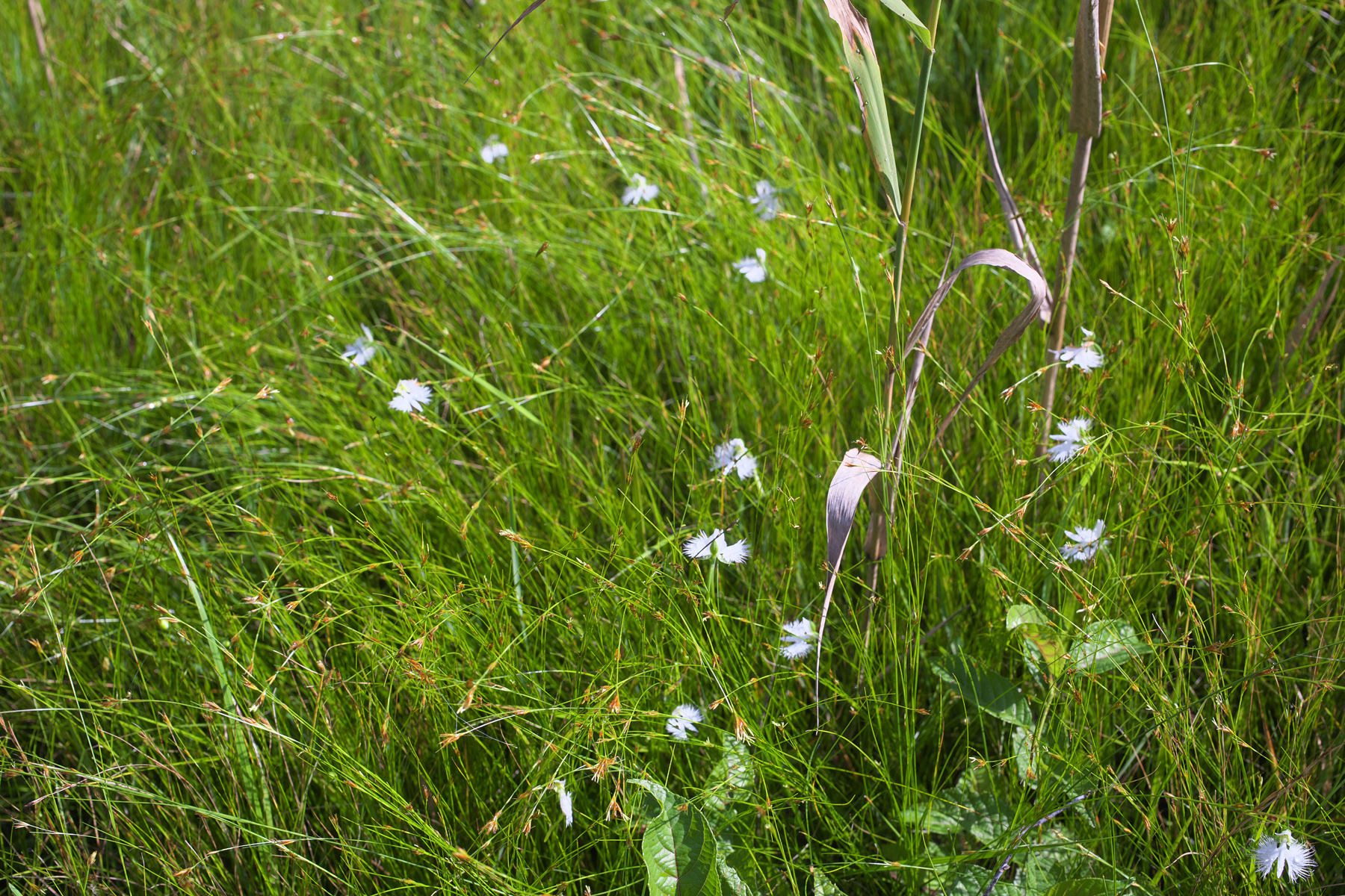 Imagem de Orquídea-rabo-de-rato