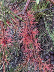 Hakea orthorrhyncha