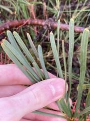 Hakea orthorrhyncha