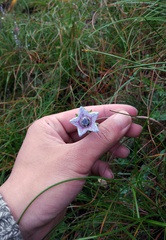 Codonopsis bulleyana