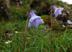Codonopsis bulleyana