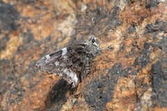 Codatractus arizonensis