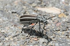 Epicauta atrivittata