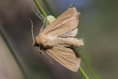 Smoky Wainscot