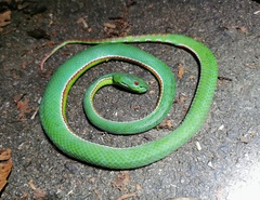 Trimeresurus yingjiangensis