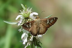 Apyrrothrix araxes