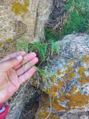 Sisymbrium heteromallum