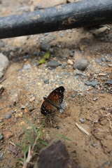 Anthanassa atronia