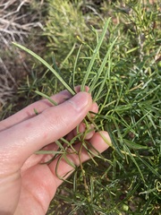 Clematicissus angustissima