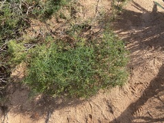 Clematicissus angustissima