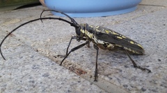 Batocera lineolata