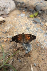 Anthanassa atronia