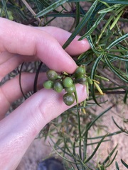 Clematicissus angustissima