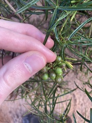 Clematicissus angustissima