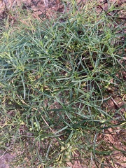 Clematicissus angustissima