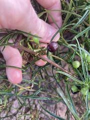 Clematicissus angustissima