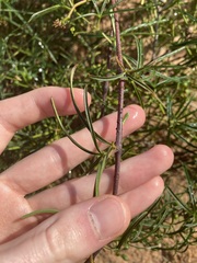 Clematicissus angustissima