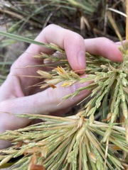 Spinifex longifolius