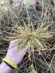 Spinifex longifolius