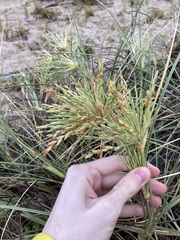Spinifex longifolius