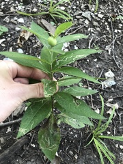 Neolasioptera vernoniae