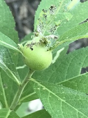 Neolasioptera vernoniae