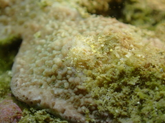 Phestilla subodiosa