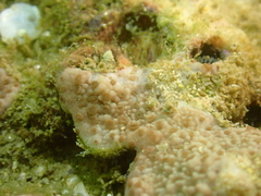 Phestilla subodiosa